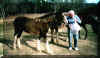 hometony&horses.JPG (81467 bytes)